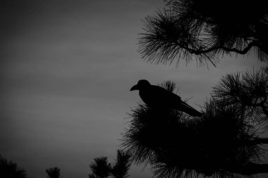 Karga ve monoton dünyası