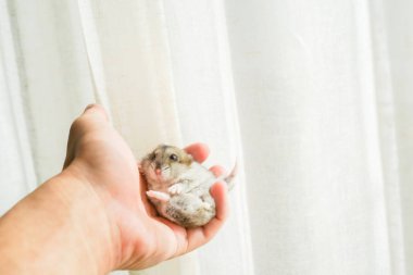 Şirin Djungarian hamster görüntüsü (safiri ladin))