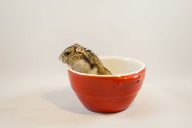 Hamster görüntüsü (Djungarian)