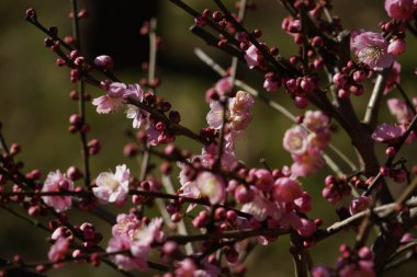 peyzaj arka planı, seçici odak