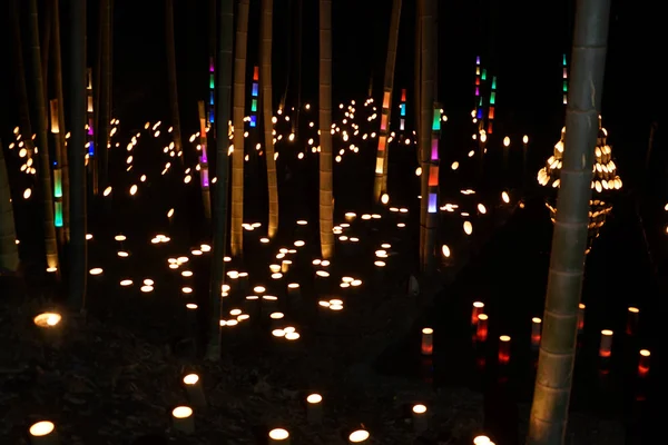 Malé Rozsvícení Bambusového Háje Malý Psací Stůl Zámecký Les Občanů — Stock fotografie