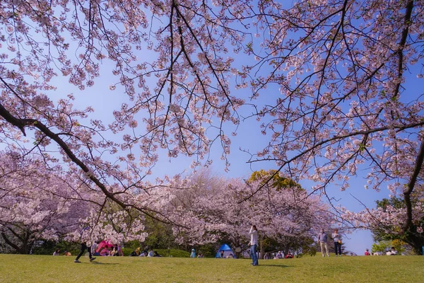 Flor Completa Cerezo Honmoku Cumbre Parque Yokohama — Foto de Stock