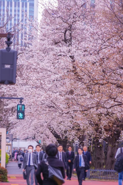 霞が関の桜並木 — ストック写真