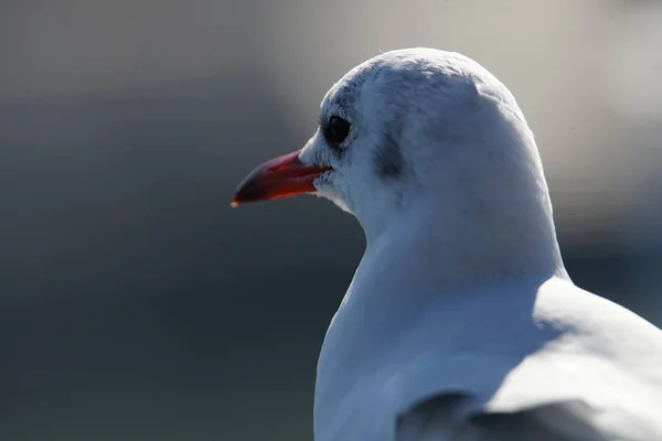 different animals, selective focus