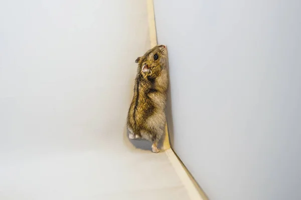 Hamster Görüntüsü Djungarian — Stok fotoğraf