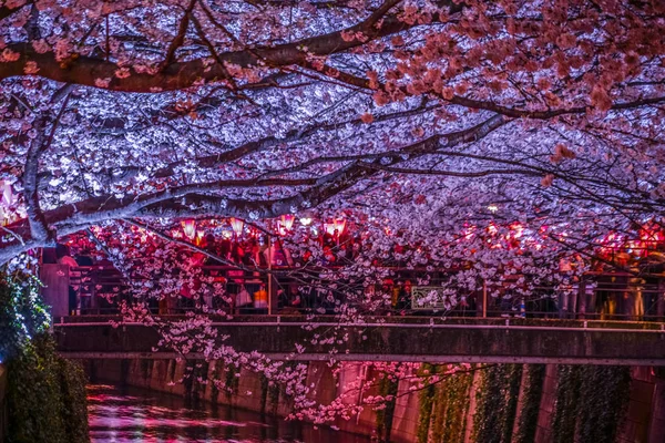 Πηγαίνοντας Δείτε Άνθη Κερασιάς Νύχτα Nakameguro Meguro Ποταμού — Φωτογραφία Αρχείου