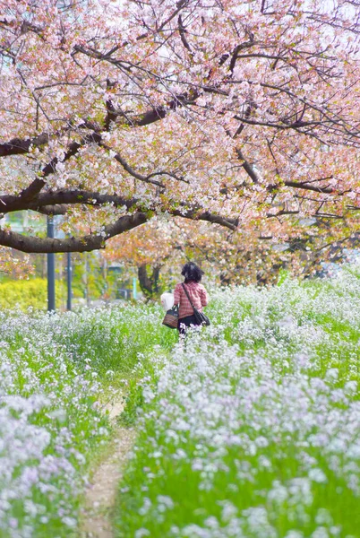 Bild Vom Frühlingsweg — Stockfoto