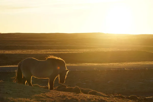 Otlak Atı Zlanda Vahşi — Stok fotoğraf