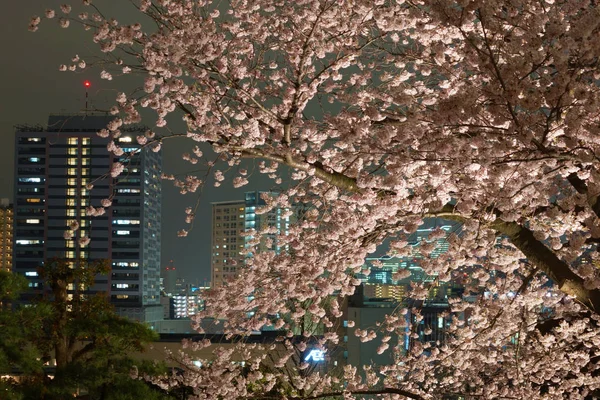 Συγκρότημα Κτιρίων Που Εμφανίζονται Στο Sakura Πάνω — Φωτογραφία Αρχείου