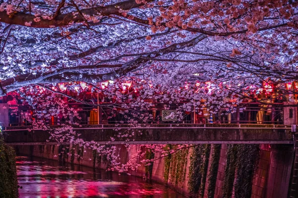 Посмотреть Цветут Вишни Ночью Реке Накамегуро Мегуро — стоковое фото
