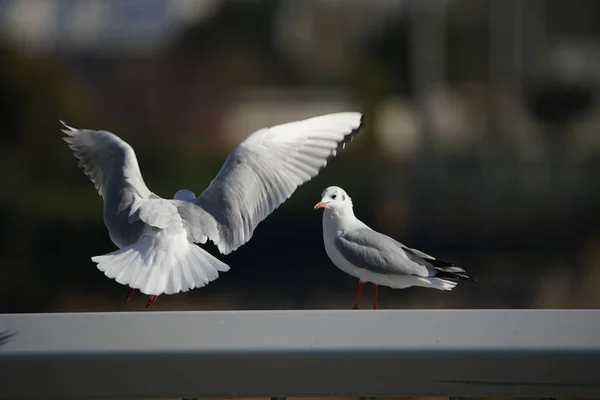 different animals, selective focus