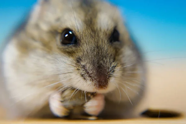 Verschiedene Tiere Selektiver Fokus — Stockfoto