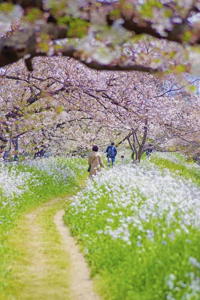 Imagem Spring Trail — Fotografia de Stock