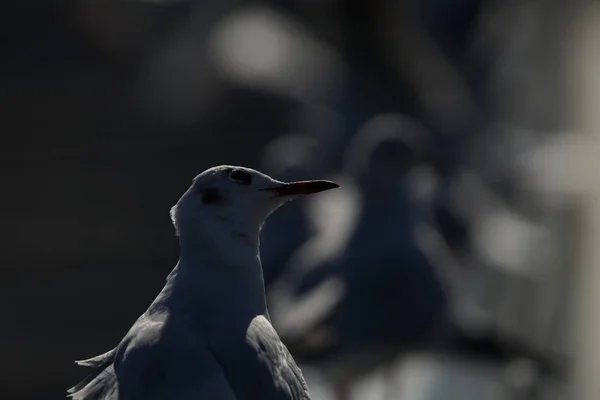 Animali Diversi Attenzione Selettiva — Foto Stock