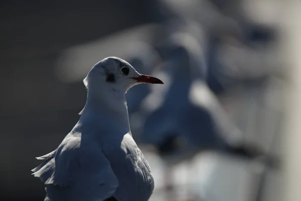 Verschiedene Tiere Selektiver Fokus — Stockfoto