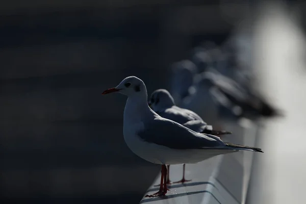 different animals, selective focus