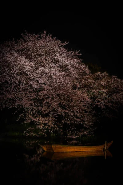 Που Πήγα Άνθη Κερασιάς Βράδυ Στο Sankei Garden — Φωτογραφία Αρχείου