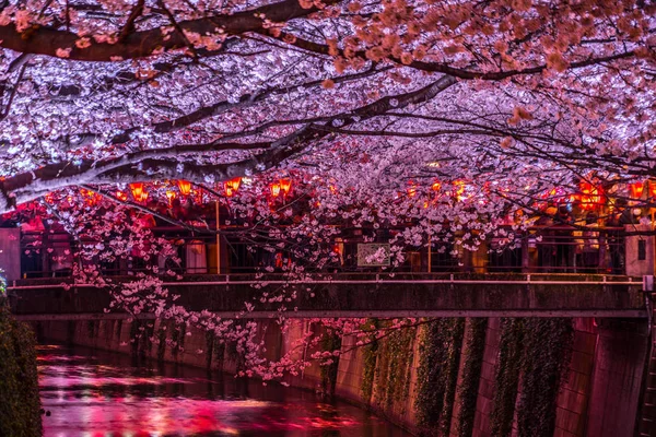 Van Het Gaan Naar Kersenbloesems Zien Nachts Nakameguro Meguro River — Stockfoto