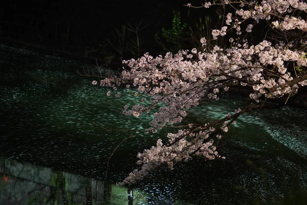 Chidorigafuchi Que Vai Ver Flores Cereja Noite — Fotografia de Stock