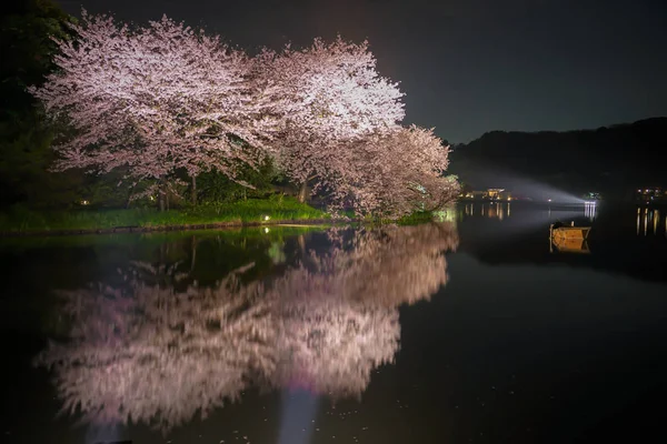 Που Πήγα Άνθη Κερασιάς Βράδυ Στο Sankei Garden — Φωτογραφία Αρχείου