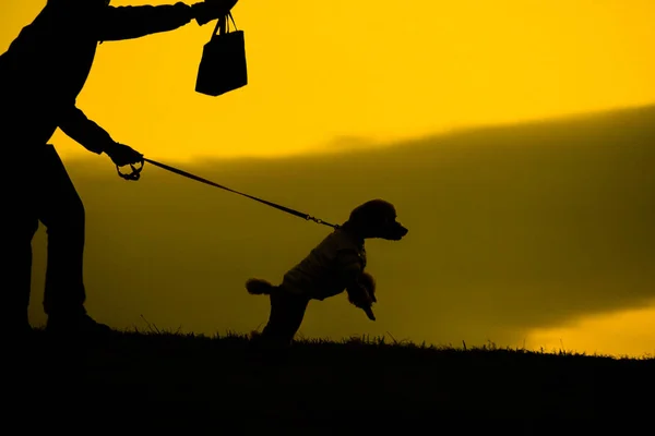 Silhueta Humana Para Cão Para Passeio Noite Colina — Fotografia de Stock