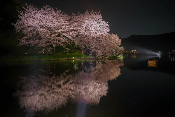 Посмотреть Цветут Сакуры Ночью Саду Санкей — стоковое фото