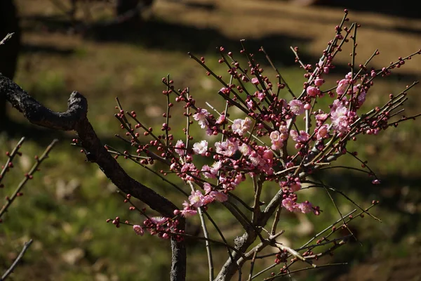 Landscape Background Selective Focus — Stock Photo, Image