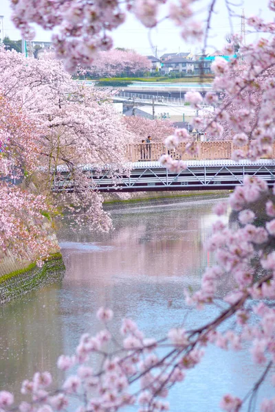 Ooka Flusspromenade Der Kirschblüten Voller Blüte — Stockfoto