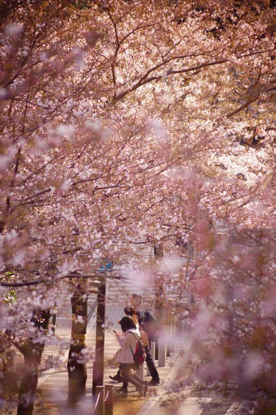 在樱桃树中散步的人 — 图库照片