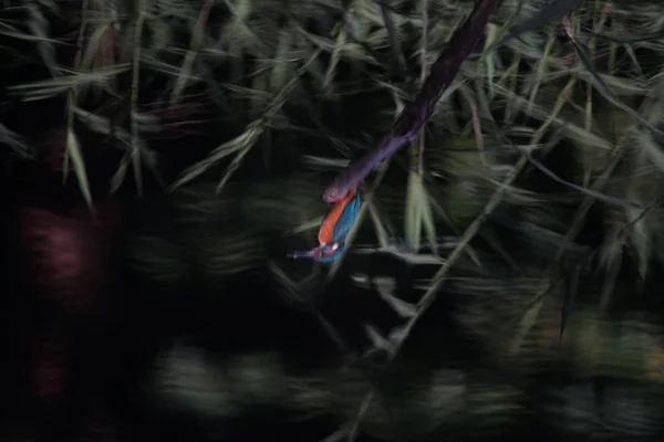 Εικόνα Kingfisher Πάρκο Δάσους Γιαμάτο Ιζούμι — Φωτογραφία Αρχείου