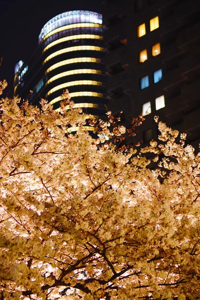 Roppongi Chome Της Πρόκειται Δείτε Άνθη Κερασιάς Νύχτα — Φωτογραφία Αρχείου