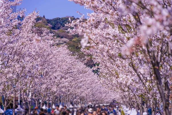Full Bloom Cherry Tree Lined Kamakura Approach Wakamiya Oji — Stock Photo, Image