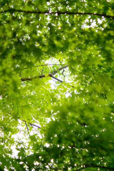 Verde Fresco Templo Hase Dera — Fotografia de Stock