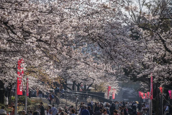 Cherry tree-lined streets of Sumida Park