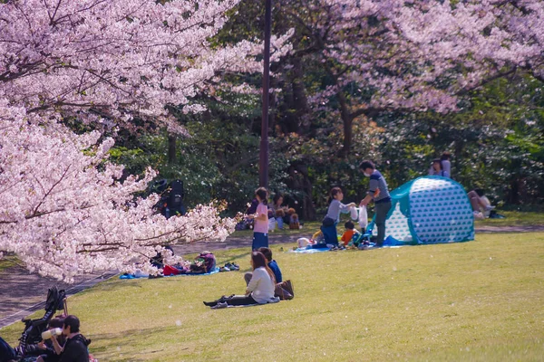 Piena Fioritura Ciliegio Honmoku Summit Park Yokohama — Foto Stock