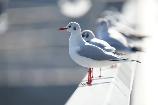 different animals, selective focus