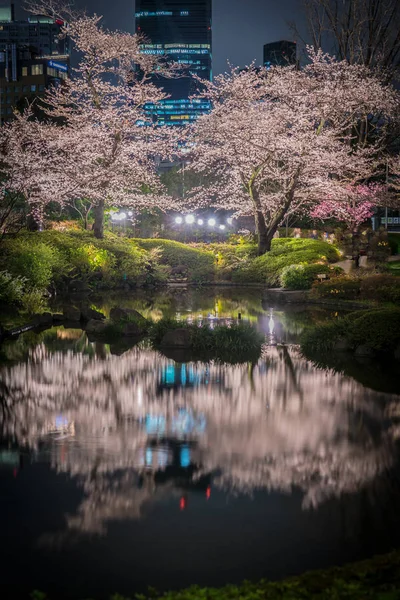 Mohri Jardin Aller Voir Des Fleurs Cerisier Nuit Roppongi — Photo