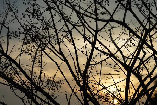 Imagem Crepúsculo Planta — Fotografia de Stock