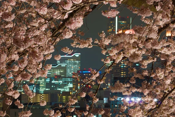 Minato Mirai Envuelto Sakura —  Fotos de Stock