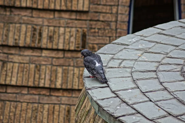 Image Pigeons Selective Focus — Stock Photo, Image