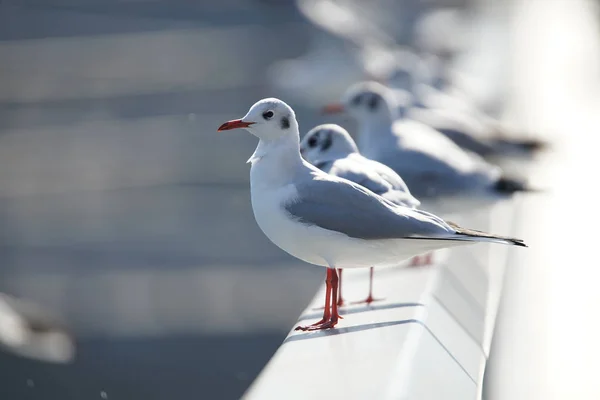 異なる動物に焦点を当て — ストック写真