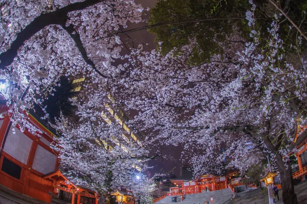 Άνθη Κερασιάς Και Hanazono Shrine Πλήρη Άνθιση — Φωτογραφία Αρχείου