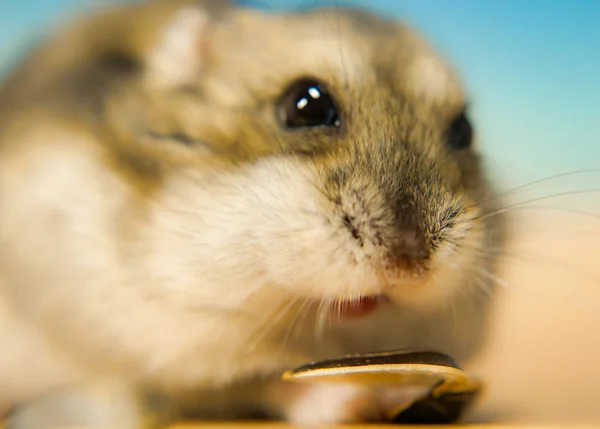 Verschiedene Tiere Selektiver Fokus — Stockfoto