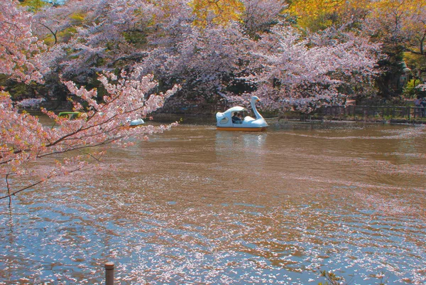 樱花和鸭船 — 图库照片