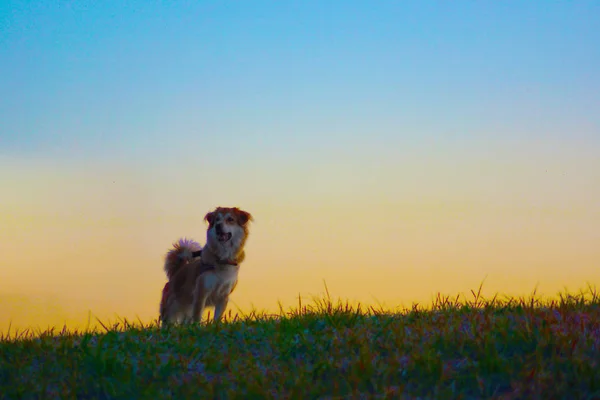 Chien Debout Soir Colline Lumineux — Photo