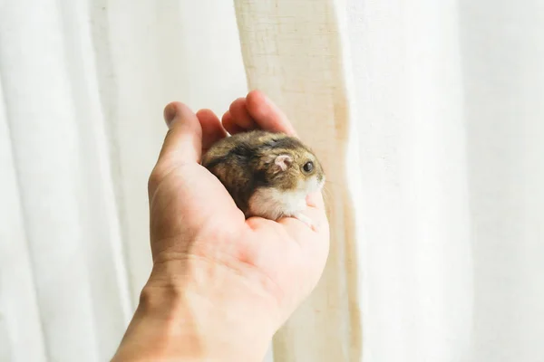Cute Djungarian Hamster Image Sprue Sapphire — Stock Photo, Image