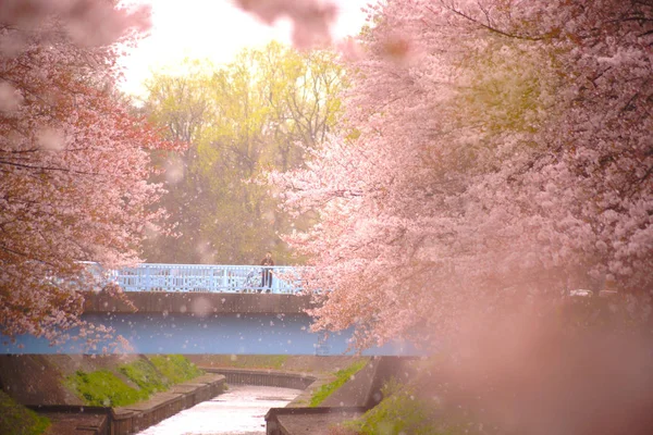 Fubuki Sakura Men — Stock Photo, Image