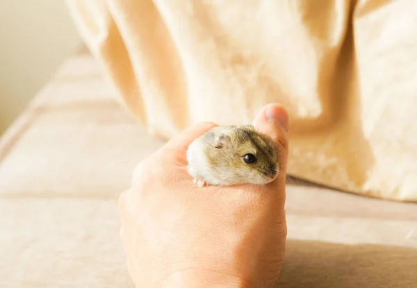 Dschungelhamster Blauer Saphir — Stockfoto