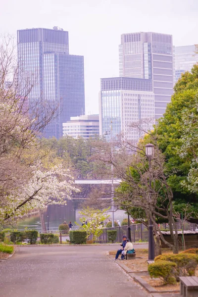 霞が関の桜並木 — ストック写真
