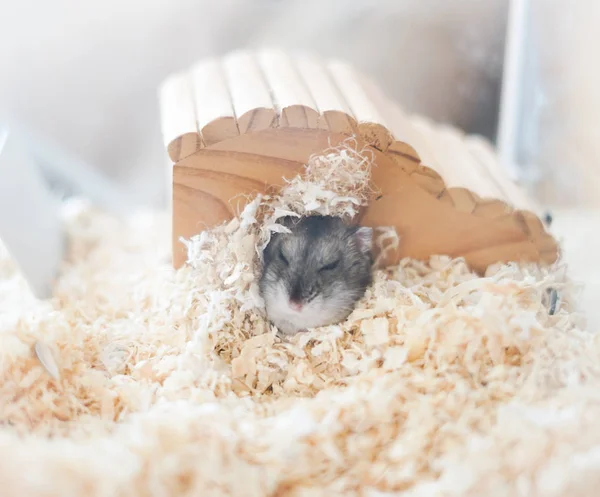 Cute Djungarian Hamster Selective Focus — 스톡 사진